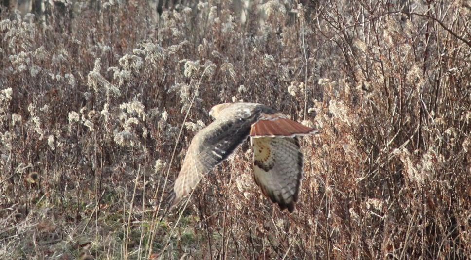Red Tail Hawk Jan 2012