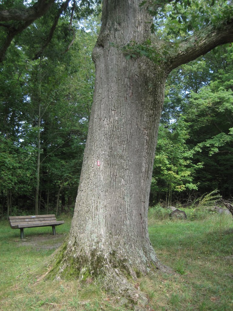 white oak (Quercus alba)