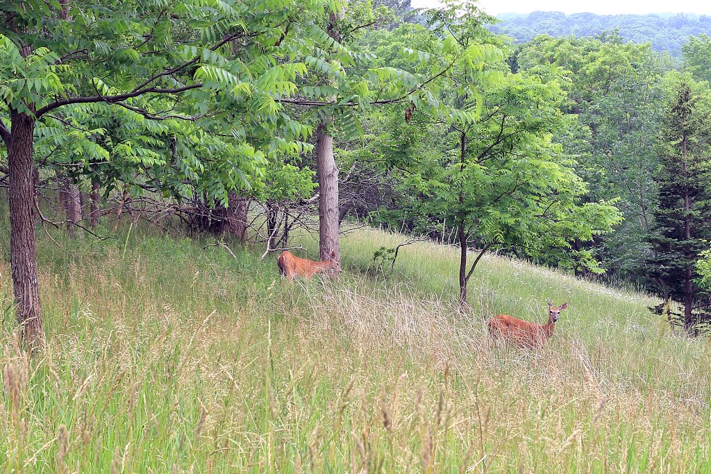 Deer by Artaban Rd.