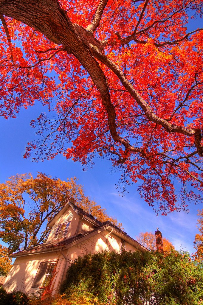 Old Oak Tree