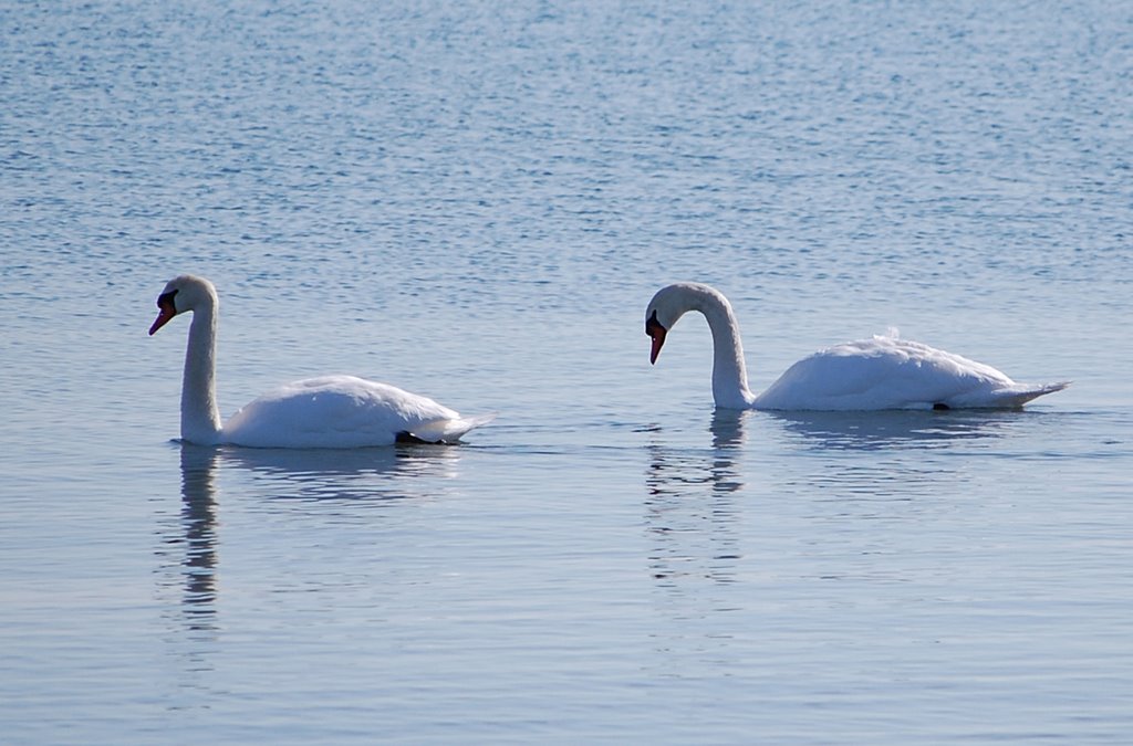 Two Swans on Lake Ontario In February