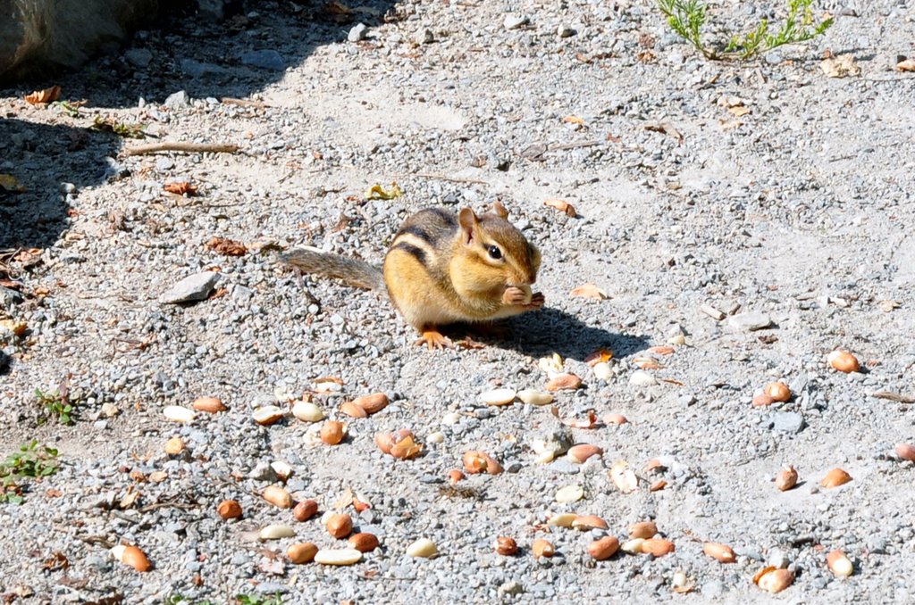 A Chipmunks Free Lunch