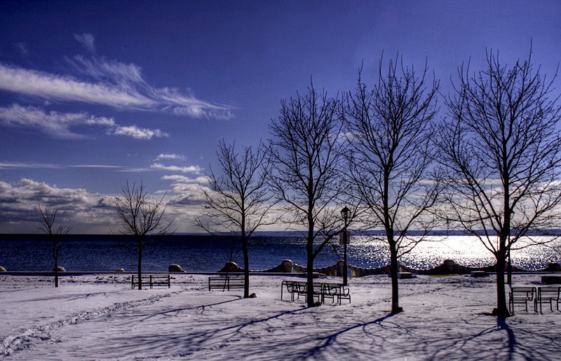 trees_hdr_web
