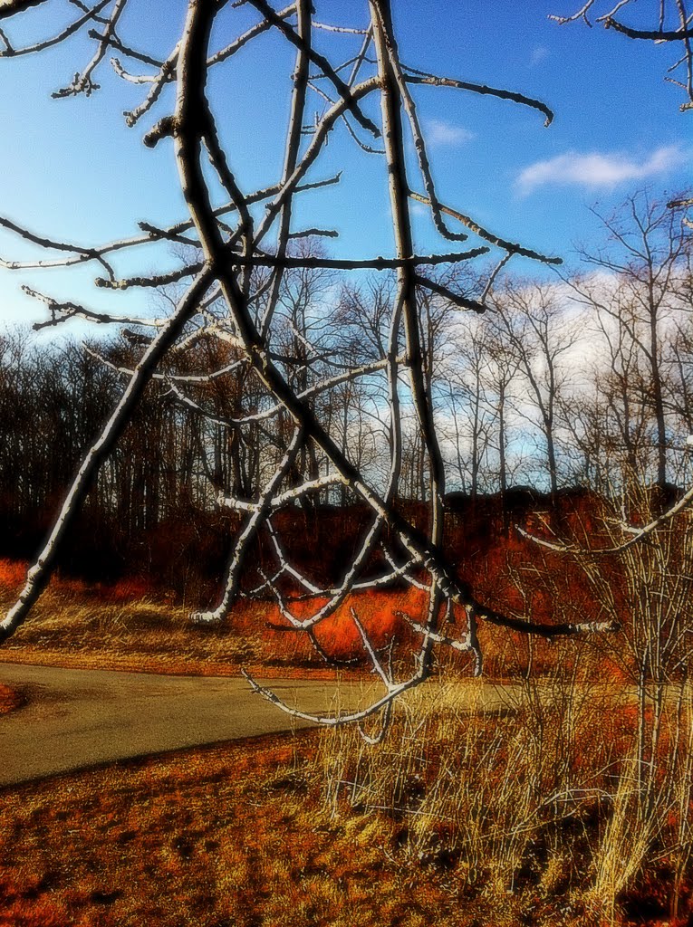 Branches, trees, photography, Brampton, ontario, canada, mosswood, lakelands