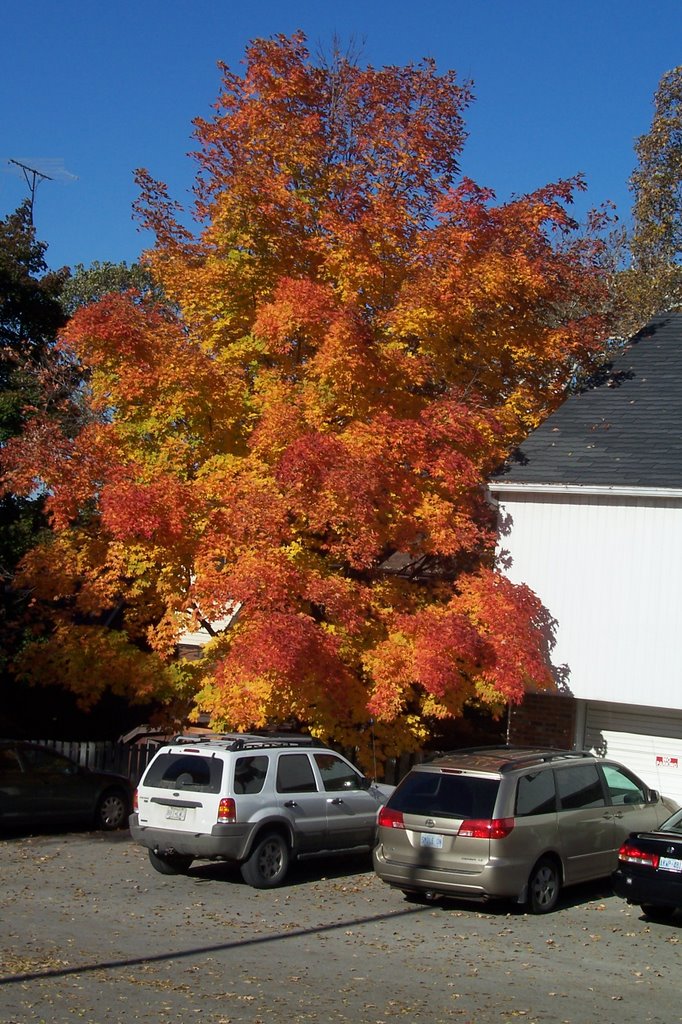 Autum Shades