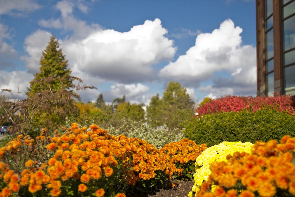Flowerbed by the RBC building at Colborne St. and Brant Ave in Brantford, Ontario