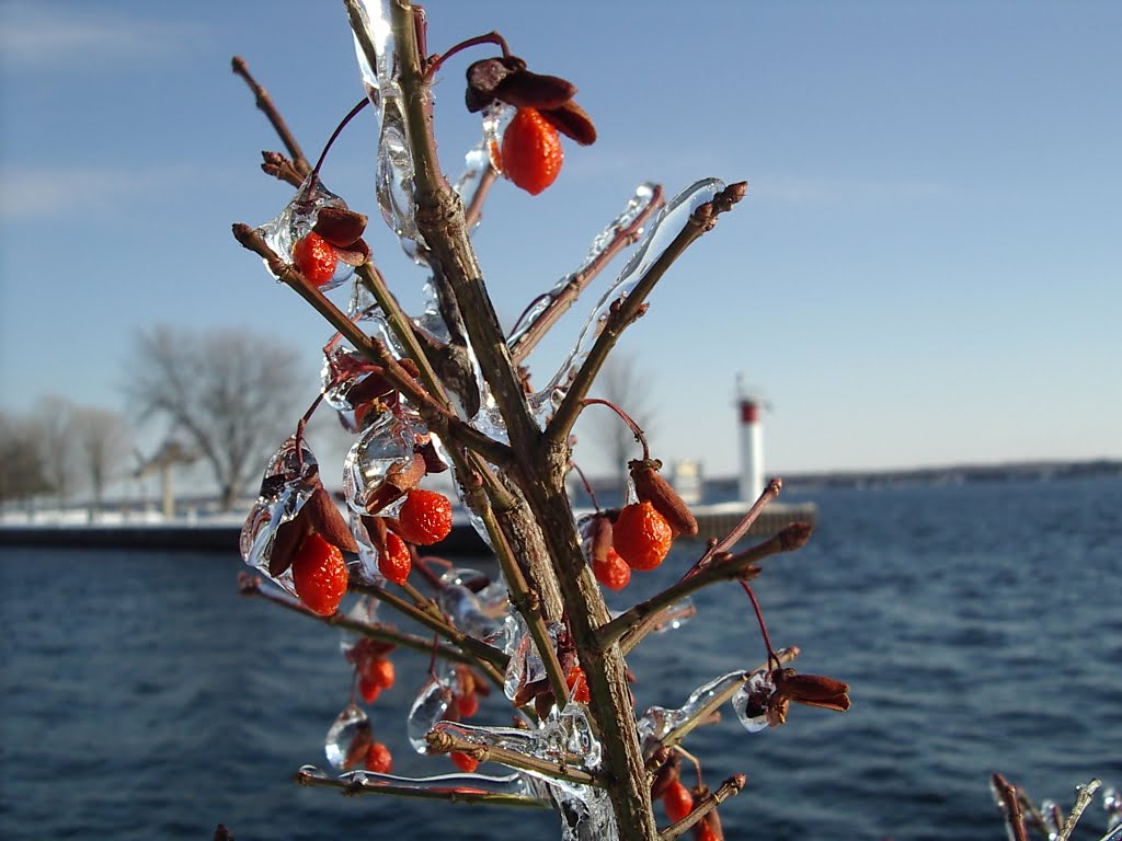 Winter Berries