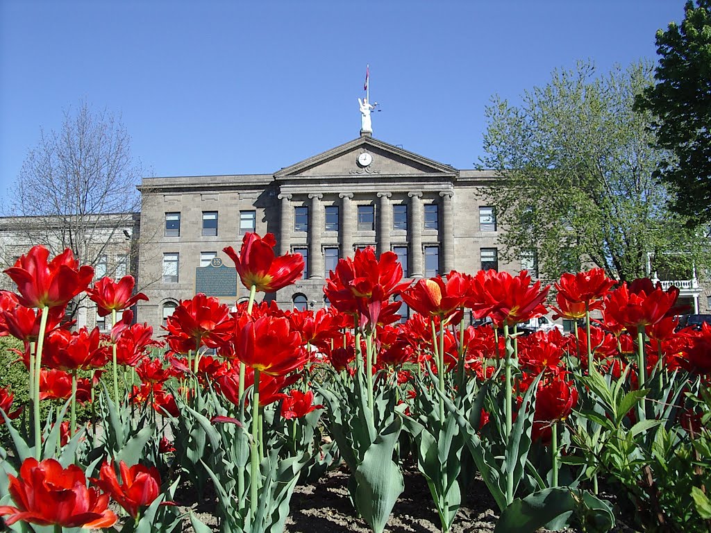 Courthouse Tulips - Brockville On. - 2005