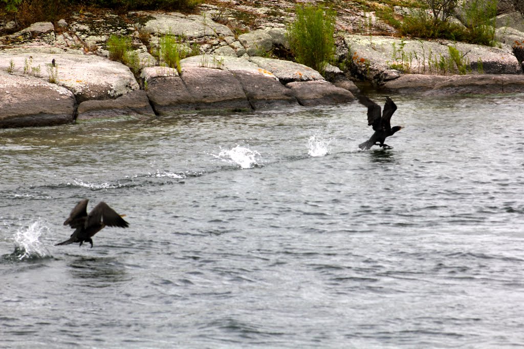 Cormorans en vol