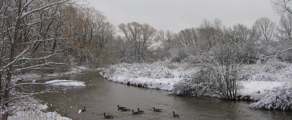 Canada Geese in Waterloo Park, February 2006