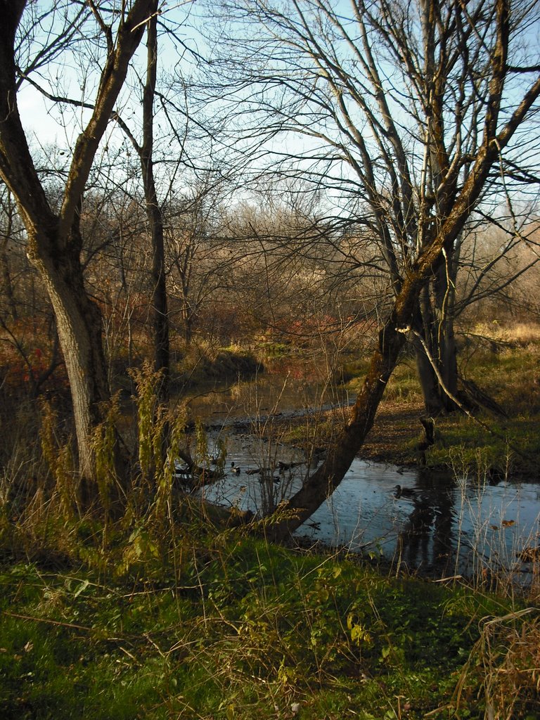 Late autumn scene along the Millenium Trail - 2008