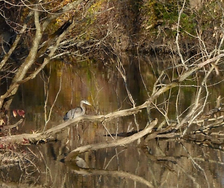 Heron in the Thames River, 2008