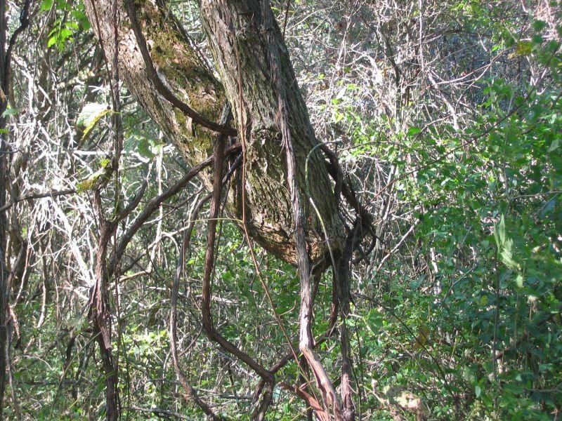 Millenium Trail