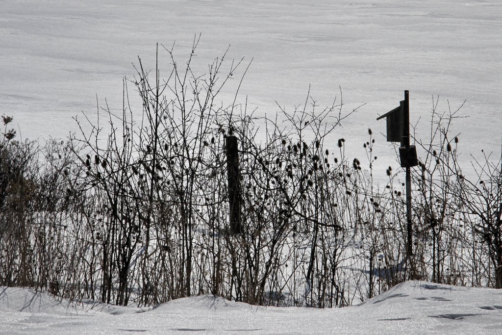 Waiting for spring