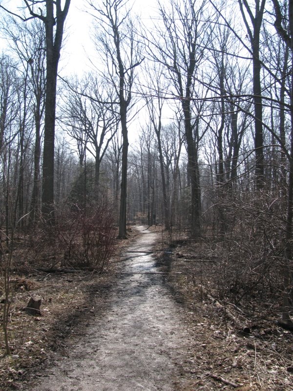 Beamer woods above the escarpment