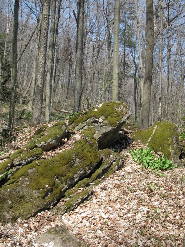 Mossy Rocks