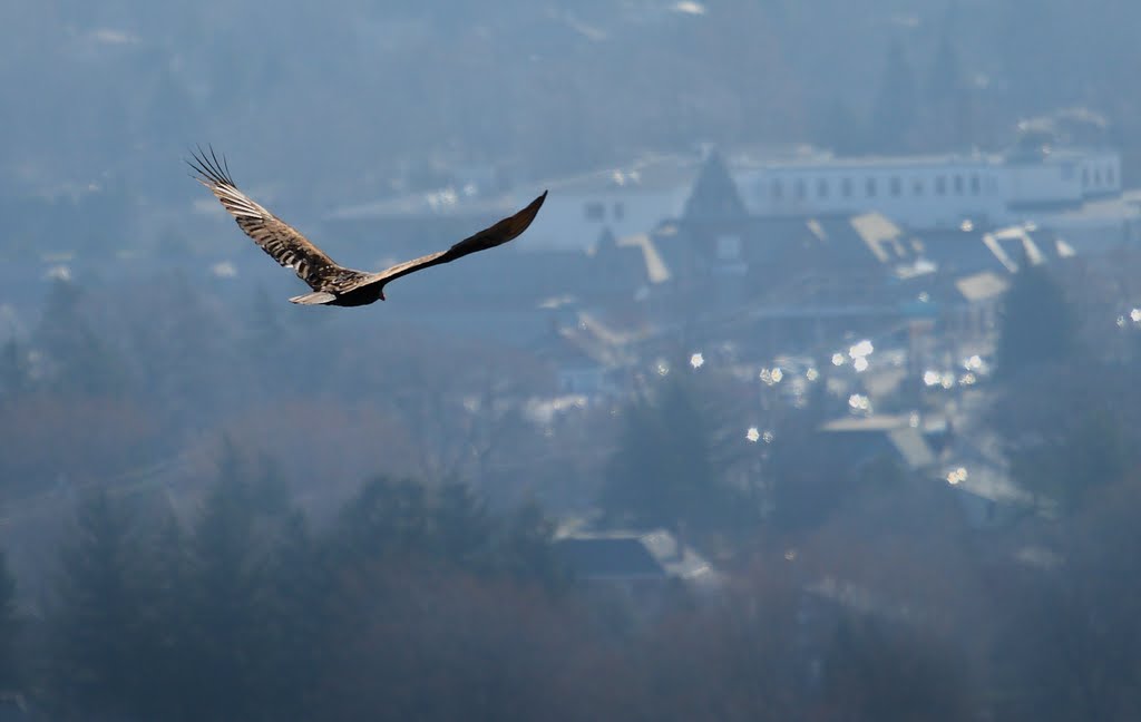 Vulture From above 2