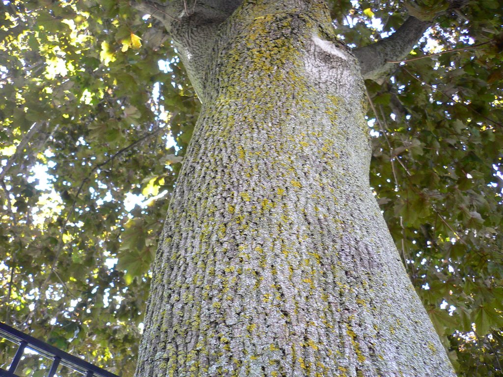 maple tree