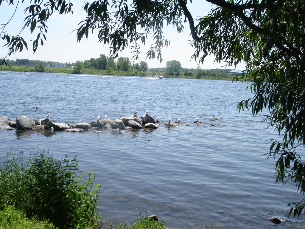 Birds in Cornwall, Ontario