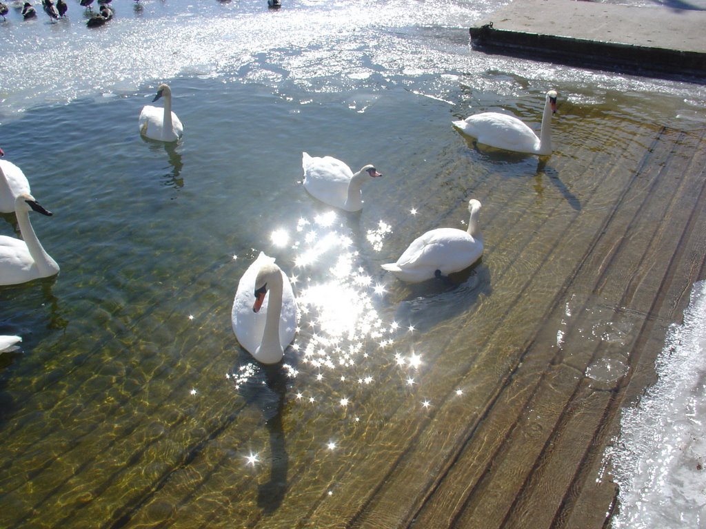 Swan Song... Heading North