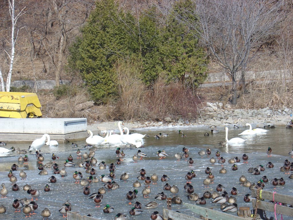 Swans and lots of Malard Ducks