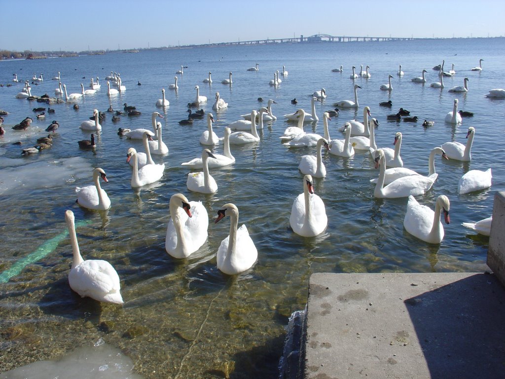 Swans lots of Swans