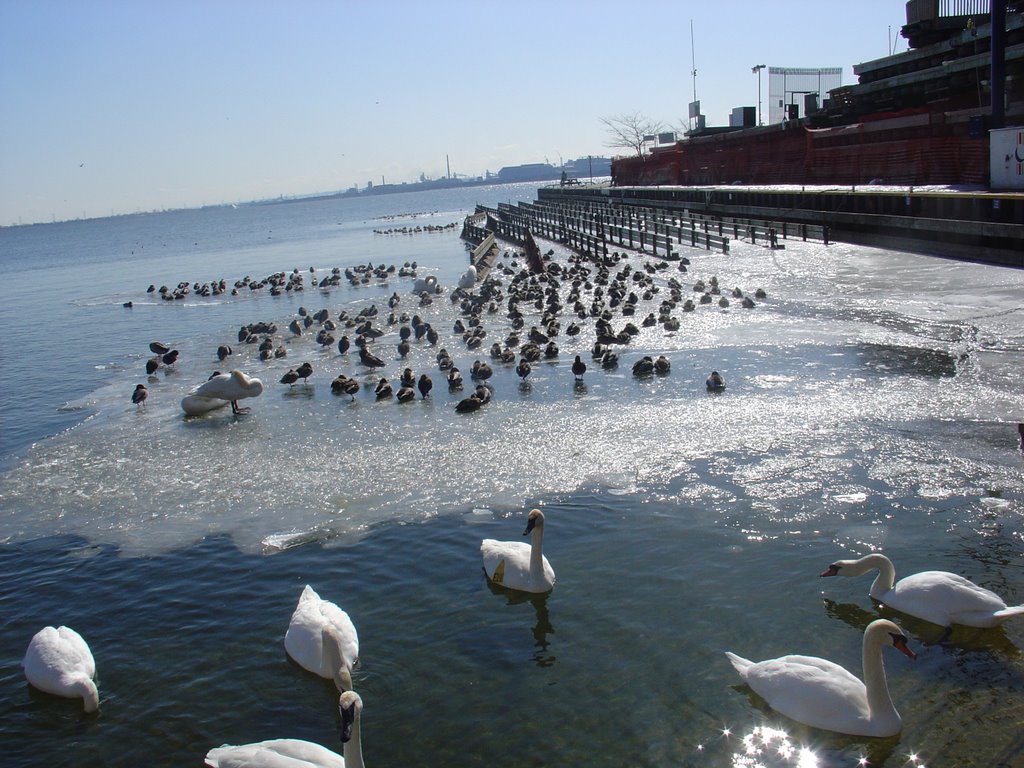 Swans and Mallards