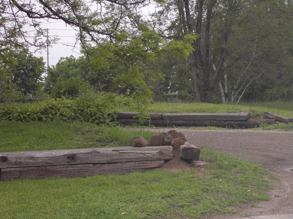 Family of Woodchucks