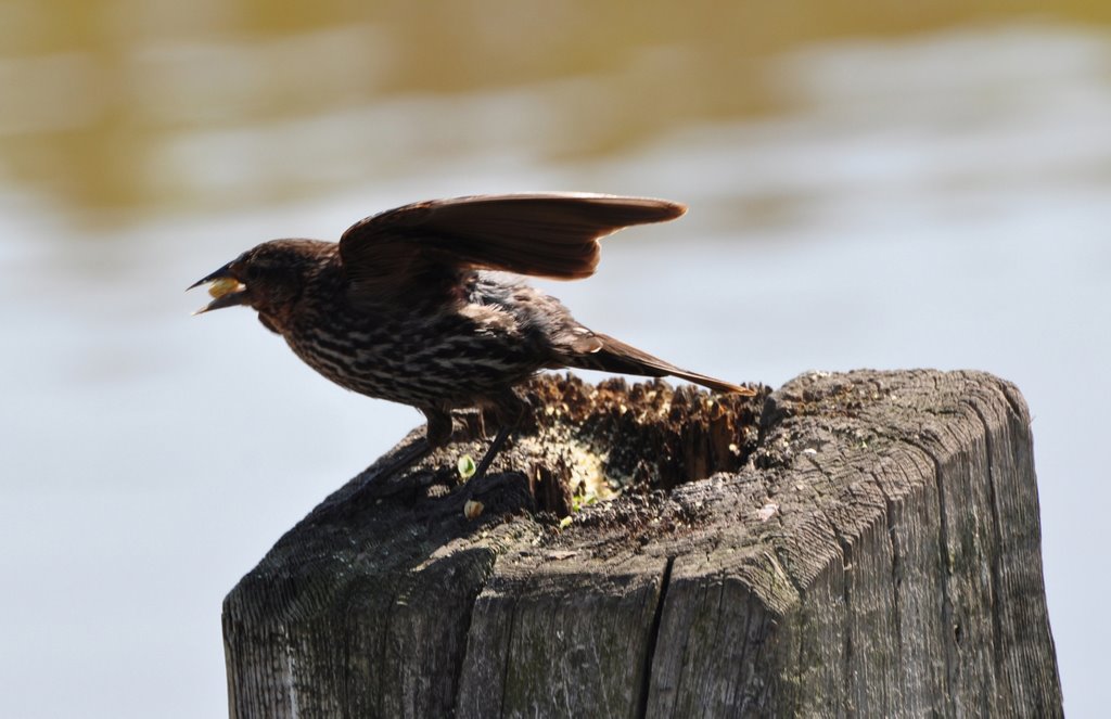 Female Red Wing Blackbird