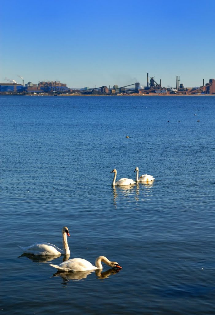 LaSalle Park, swan