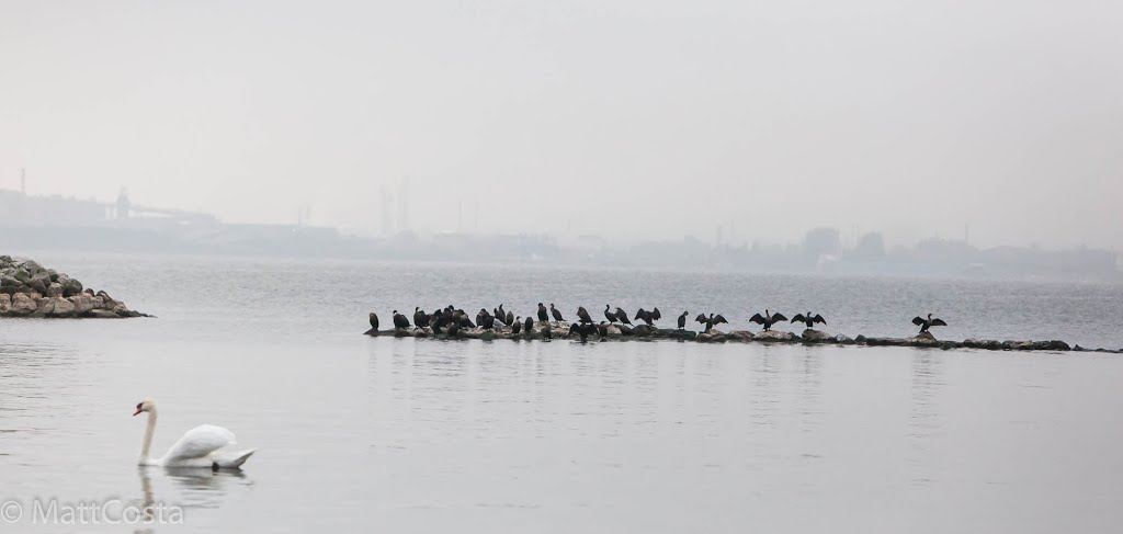 Cormorants drying wings at LaSalle Park, Burlington, Canada.