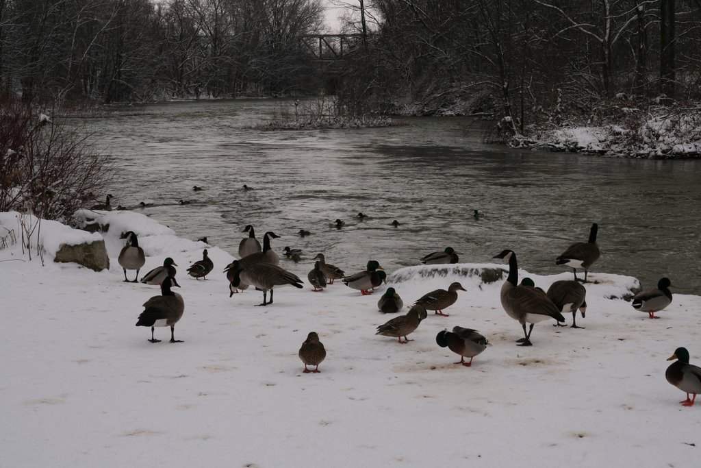 Even the birds are immune to the weather