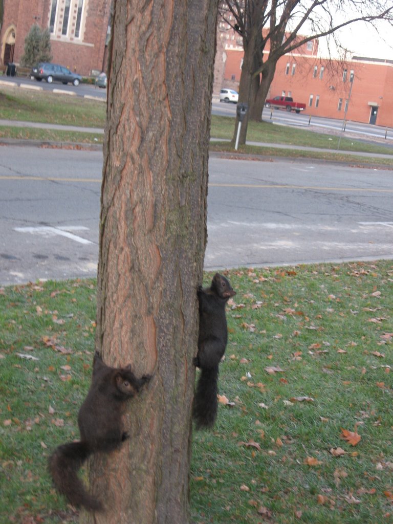 Black Squirrels in London