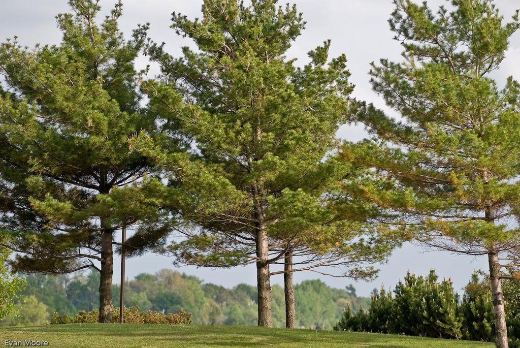 Water Front Trees