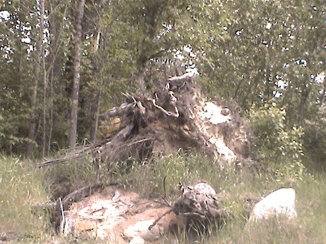 Wind Storm Victim