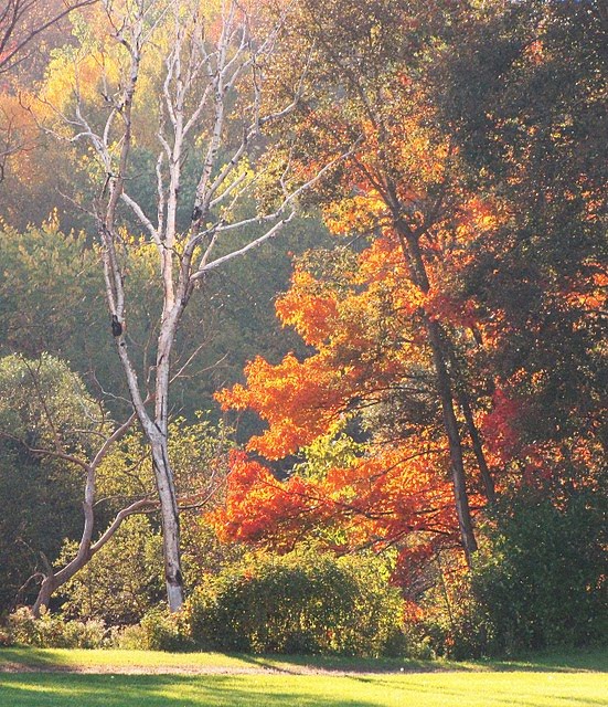 Autumn Glow