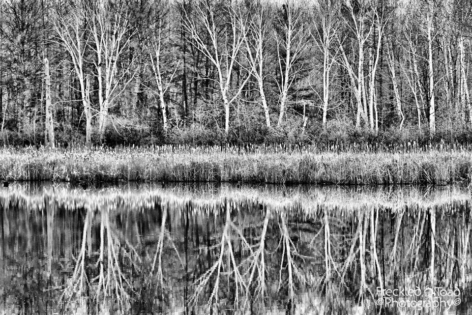 Laurier Woods