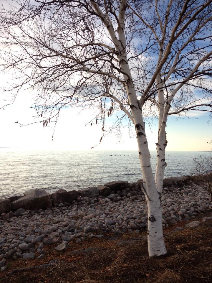 Birch Tree - North Bay Waterfront