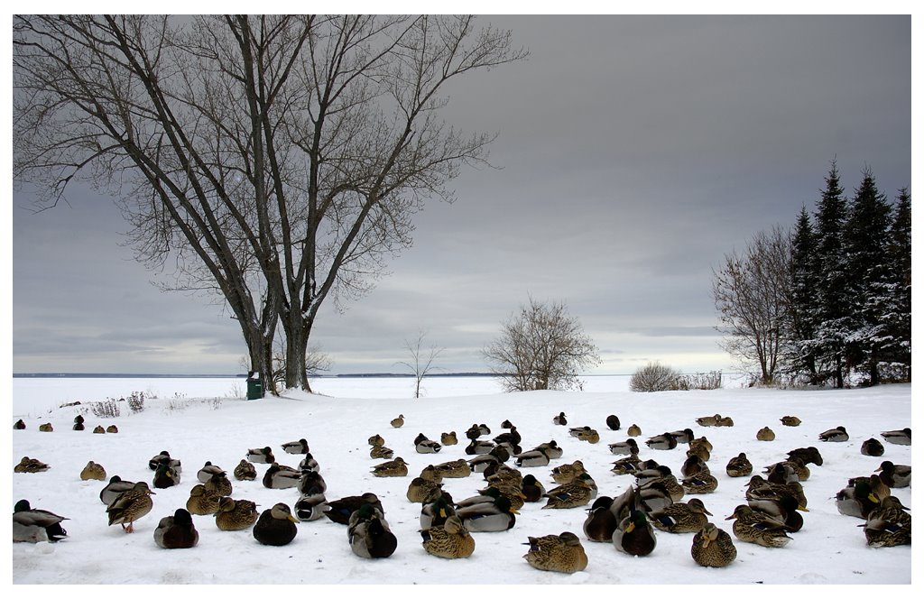 Sitting Ducks