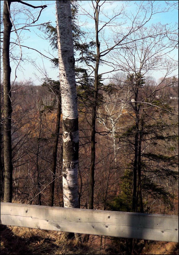 Birch