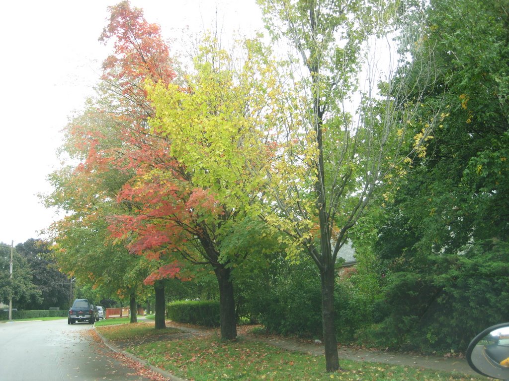 fall colors