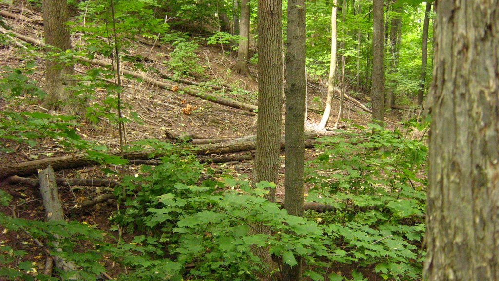 Sheridan Campus Forest