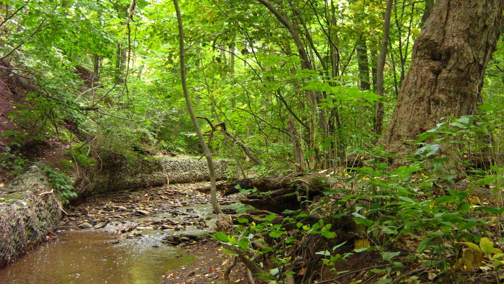 Sheridan Campus Forest