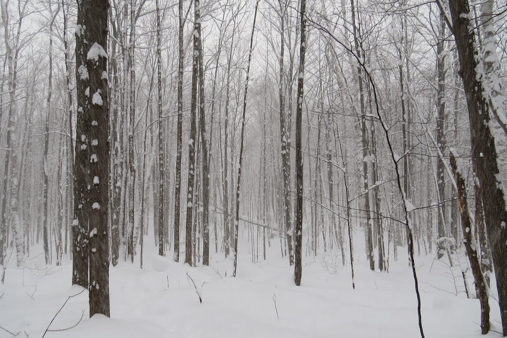 Winter Wonderment