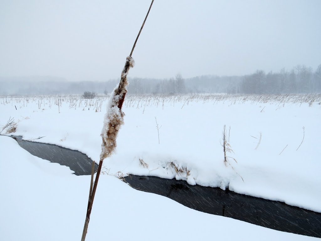 The old mill pond wetlands