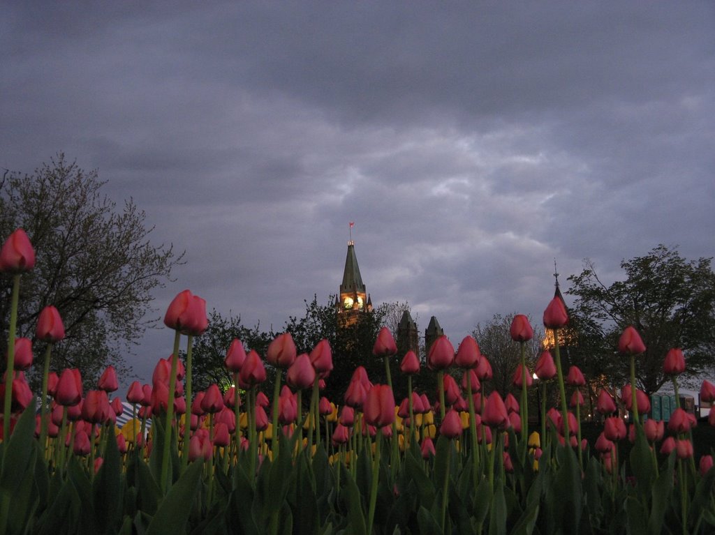 Thunder threatening tulips