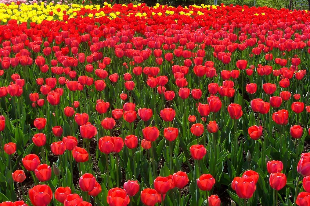 Ottawa festival des tulipes 1