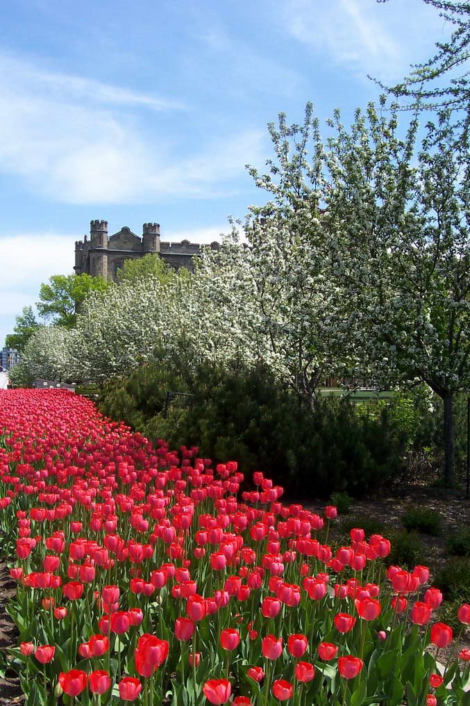 tulipes et édifice Ottawa