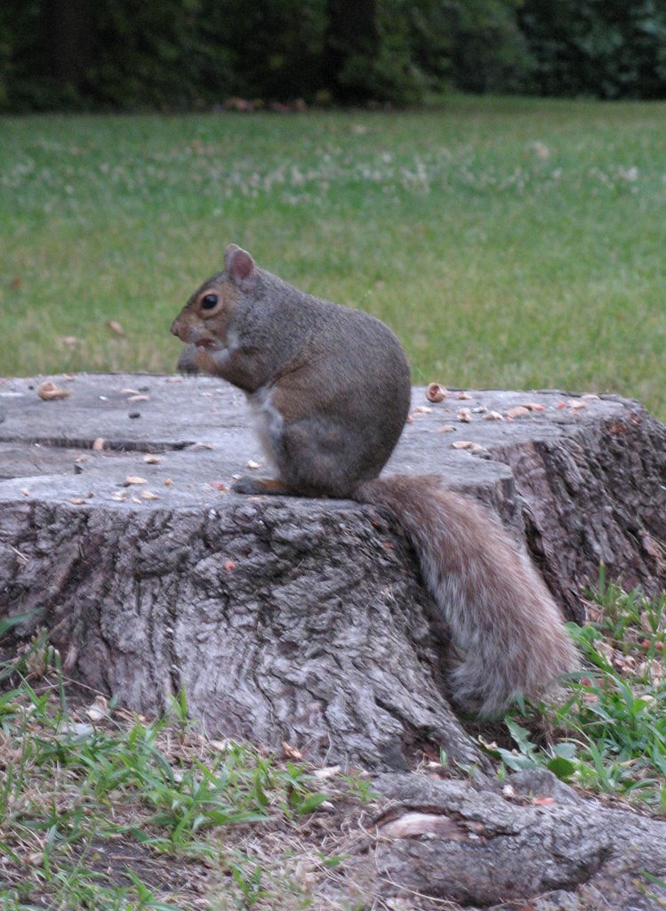 The Fat Squirrel