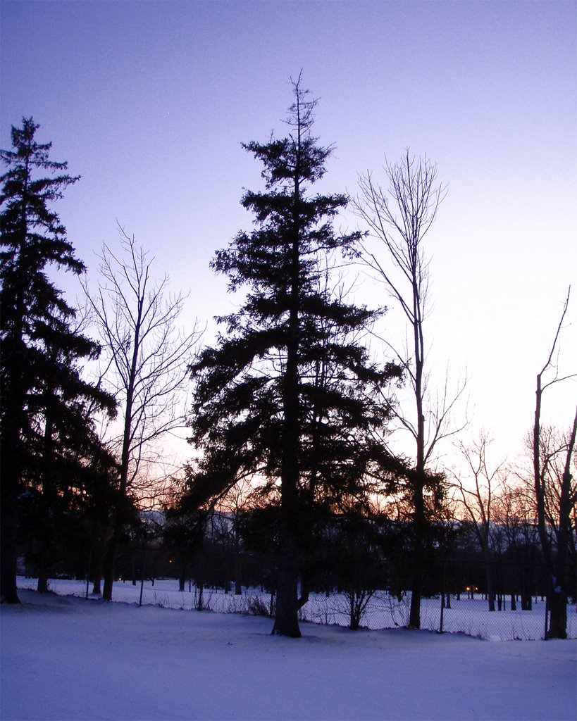 Pine Tree